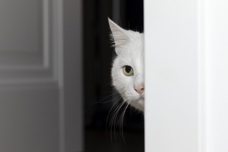 White domestic cat quietly sneaks out of the room.