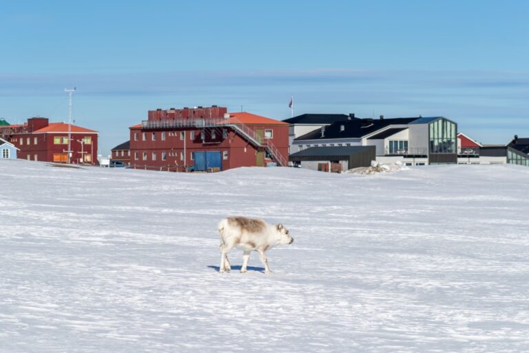 SSF tok initiativ til de fire flaggskipprogrammene i Ny-Ålesund. Ny-Ålesund Foto: Rixipix1